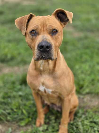 Enlarge Marmee, a Adoptable mixed breed in Sevierville, TN image 1/3