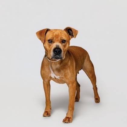 Enlarge Marmee, a Adoptable mixed breed in Sevierville, TN image 2/3
