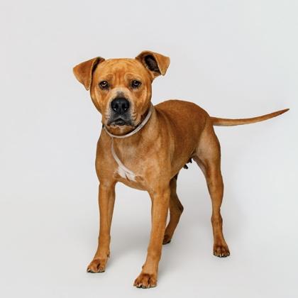 Enlarge Marmee, a Adoptable mixed breed in Sevierville, TN image 3/3