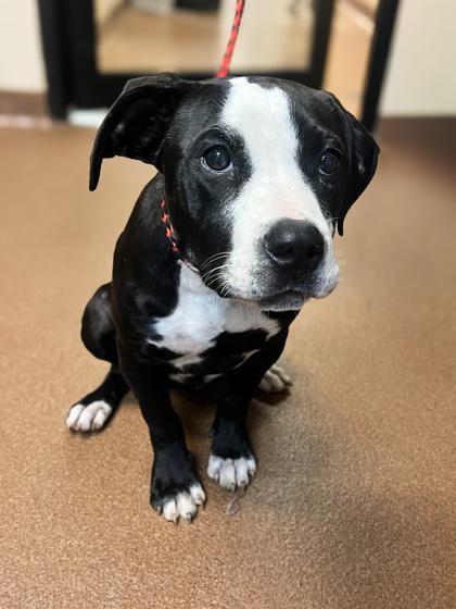 Lilo, Adoptable, Puppy Female Pit Bull Terrier.