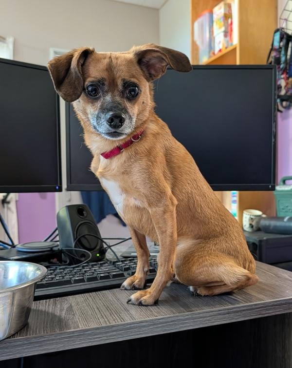 Enlarge Dwight, a Adoptable mixed breed in Santa Rosa, CA image 1/1