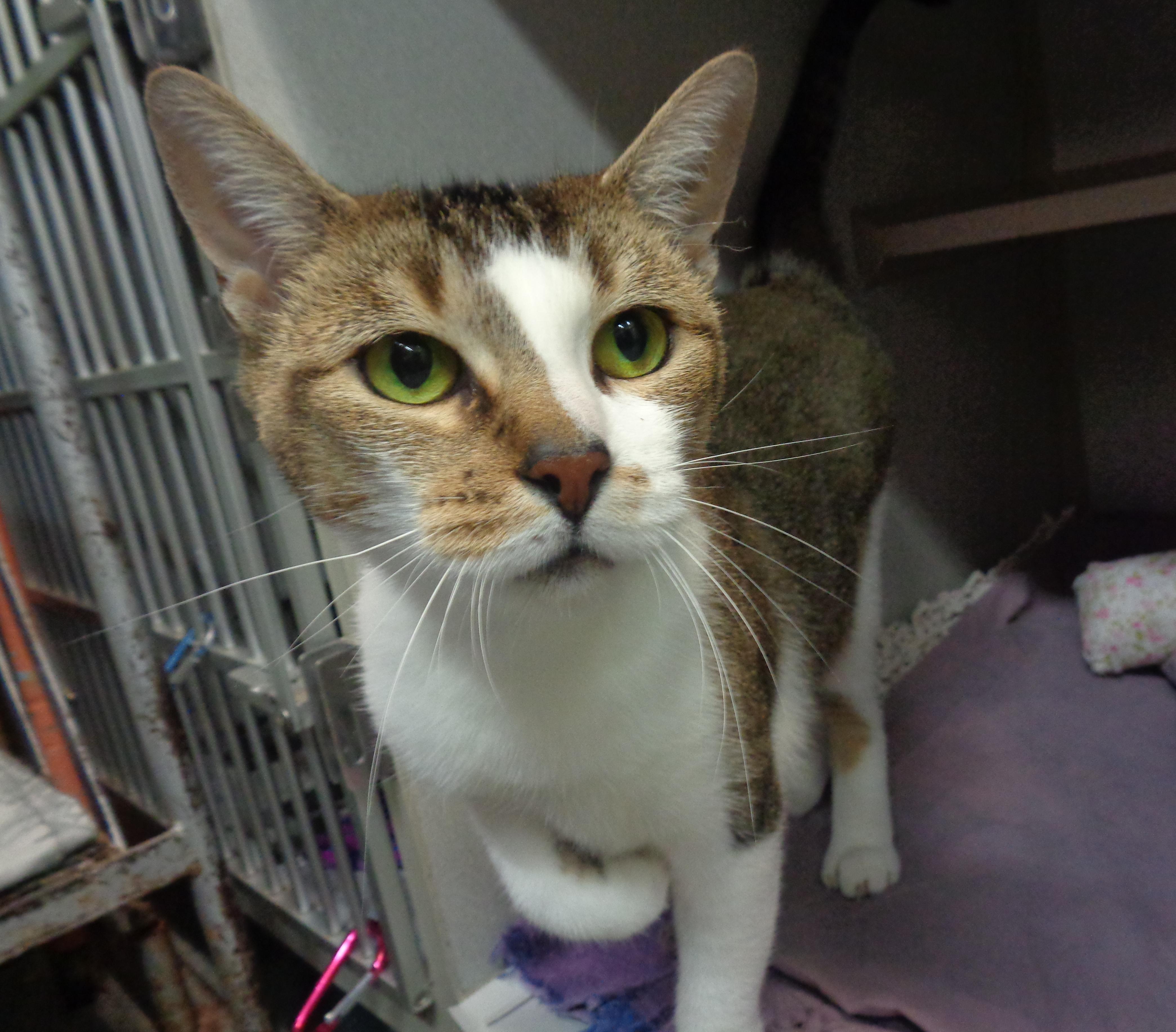 Cat available for adoption - (607) 746-3080