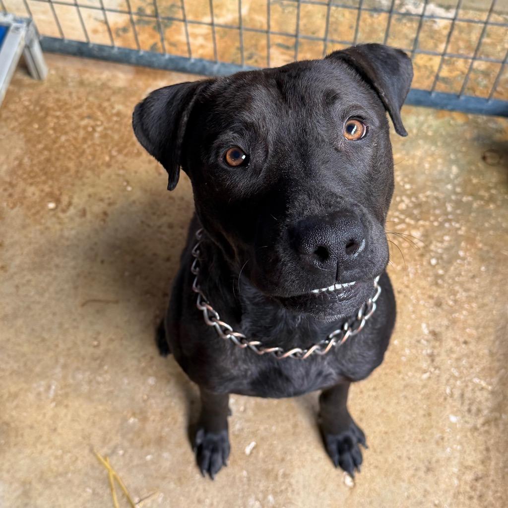 Enlarge TY, a Adoptable Labrador Retriever in Marianna, FL image 1/1