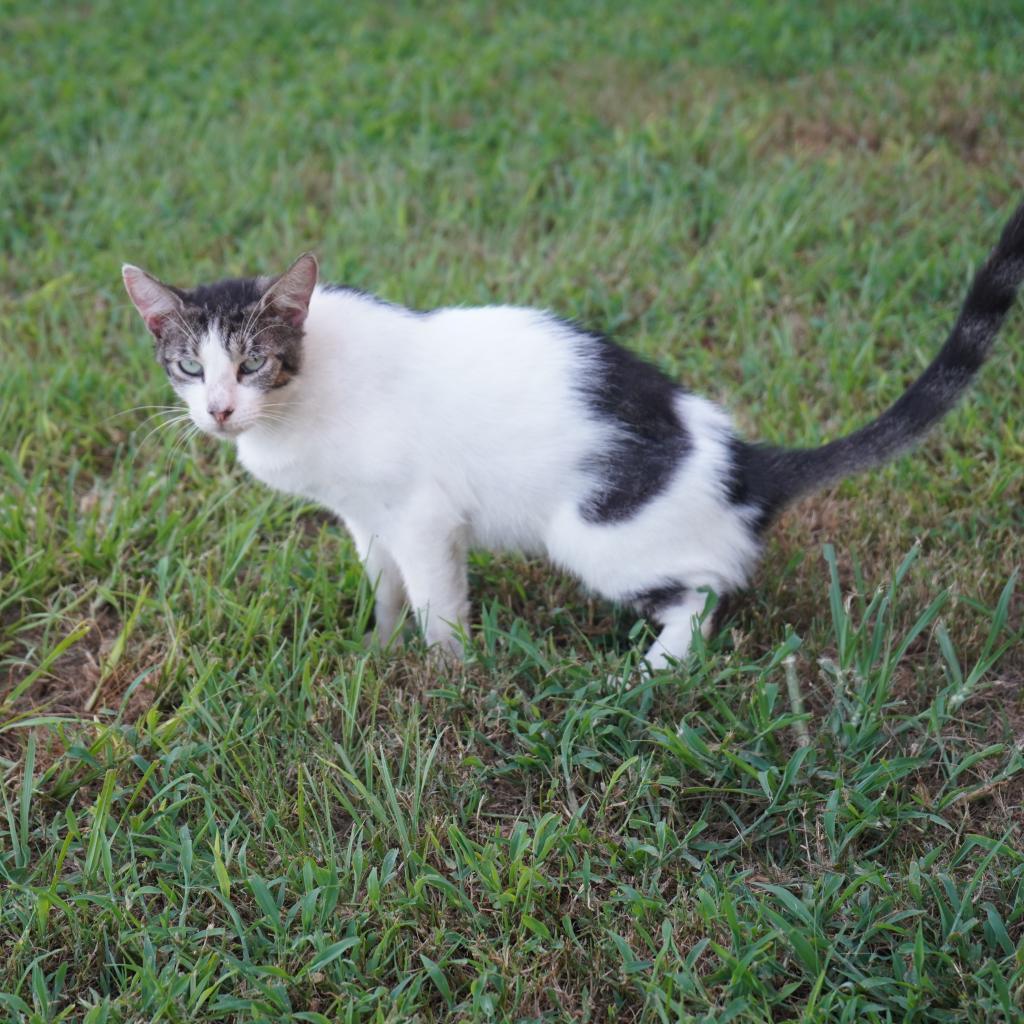Enlarge Aiko, a Adoptable Domestic Short Hair in Nashville, GA image 1/3
