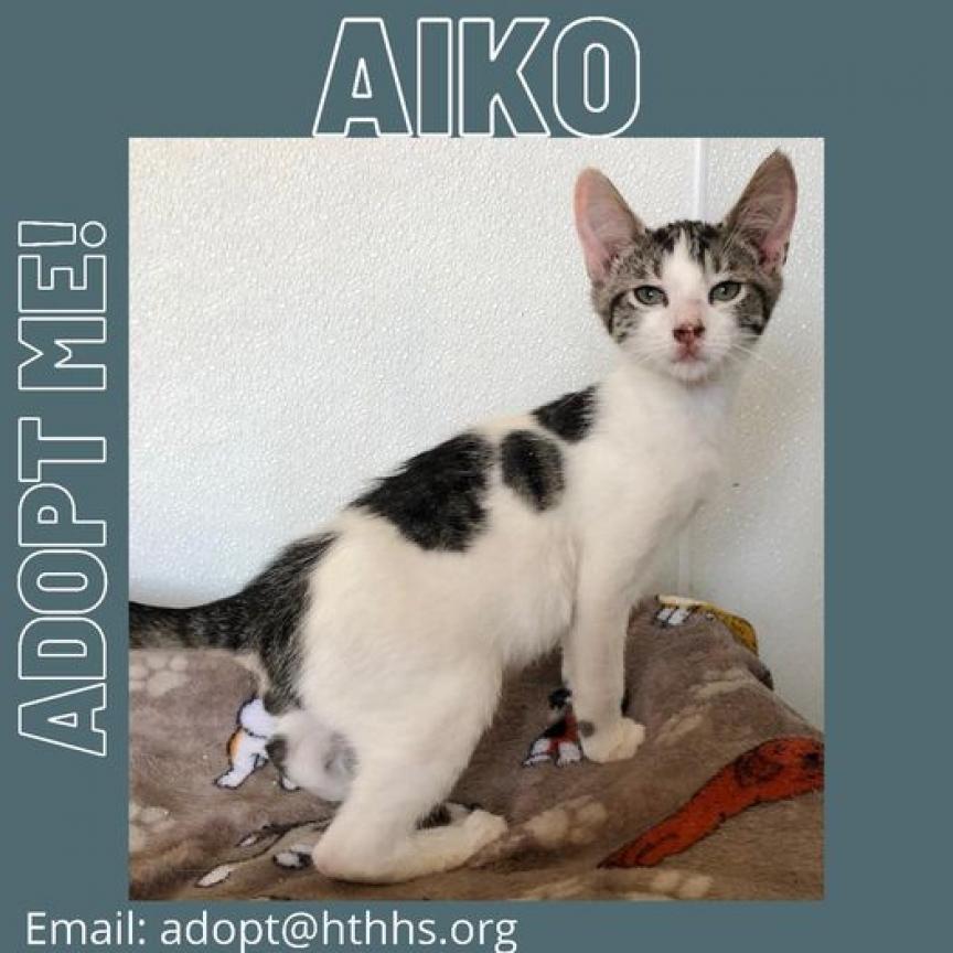 Enlarge Aiko, a Adoptable Domestic Short Hair in Nashville, GA image 2/3