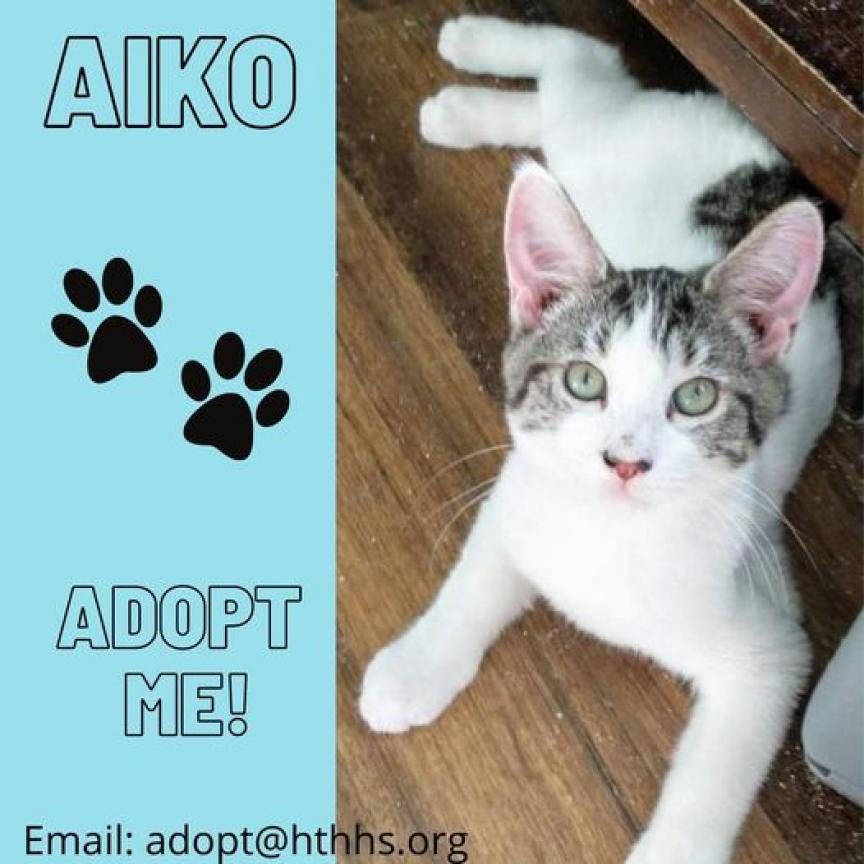 Enlarge Aiko, a Adoptable Domestic Short Hair in Nashville, GA image 3/3