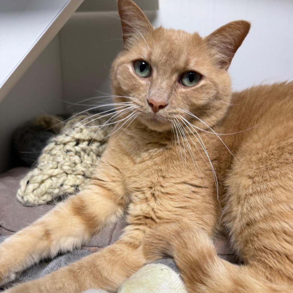 Bumblebee, Adoptable, Adult Male Domestic Short Hair.