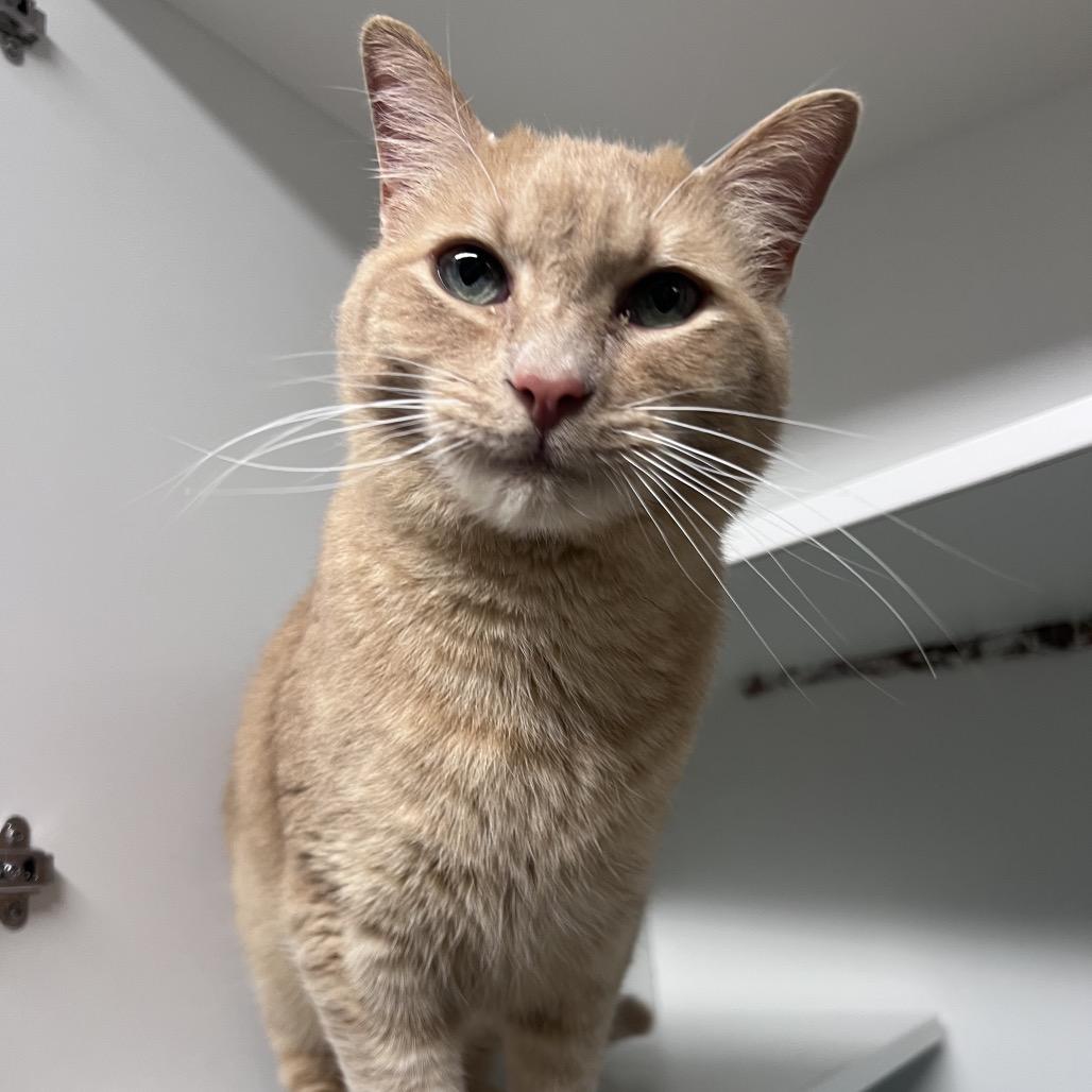 Enlarge Bumblebee, a Adoptable Domestic Short Hair in Waynesville, NC image 1/5