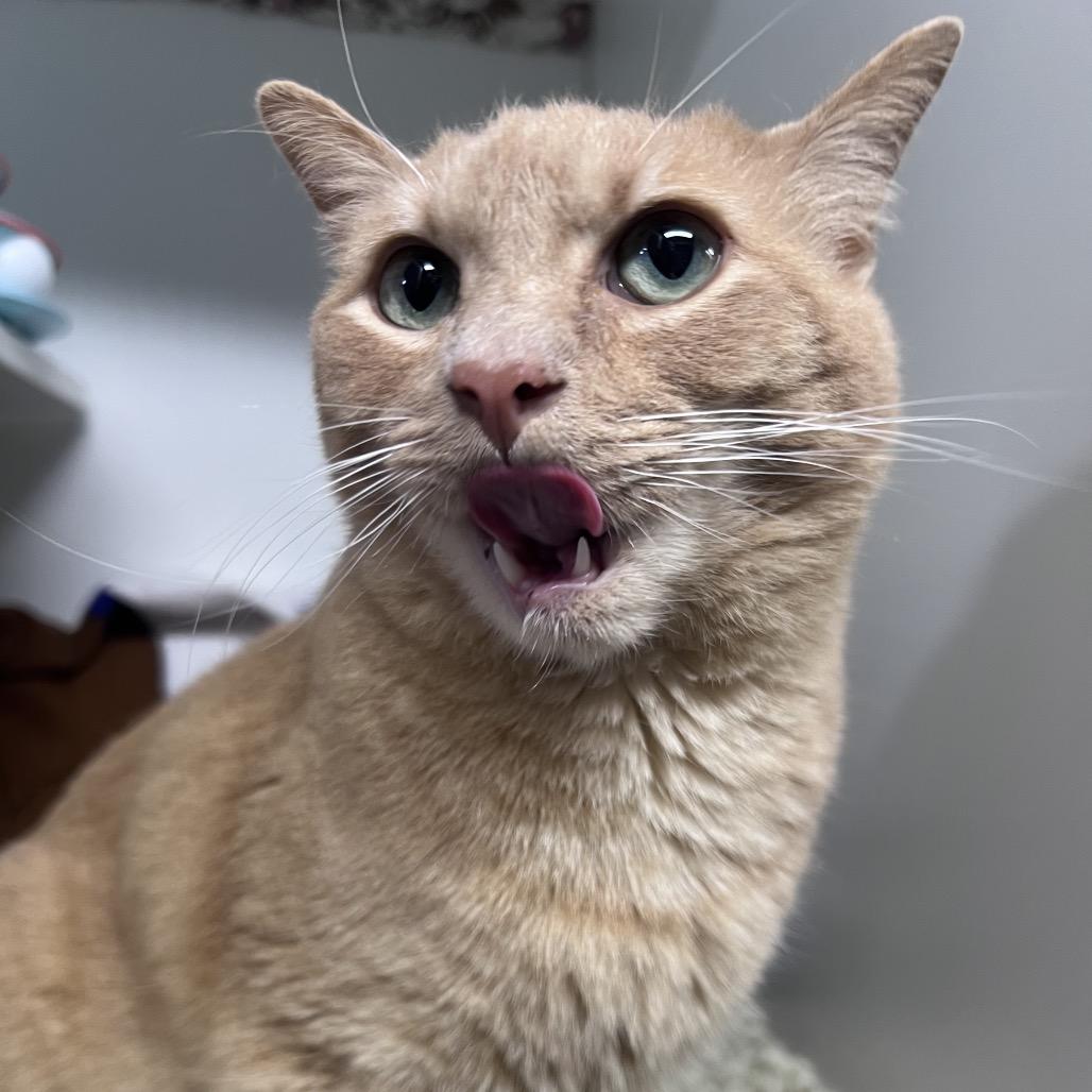 Enlarge Bumblebee, a Adoptable Domestic Short Hair in Waynesville, NC image 2/5