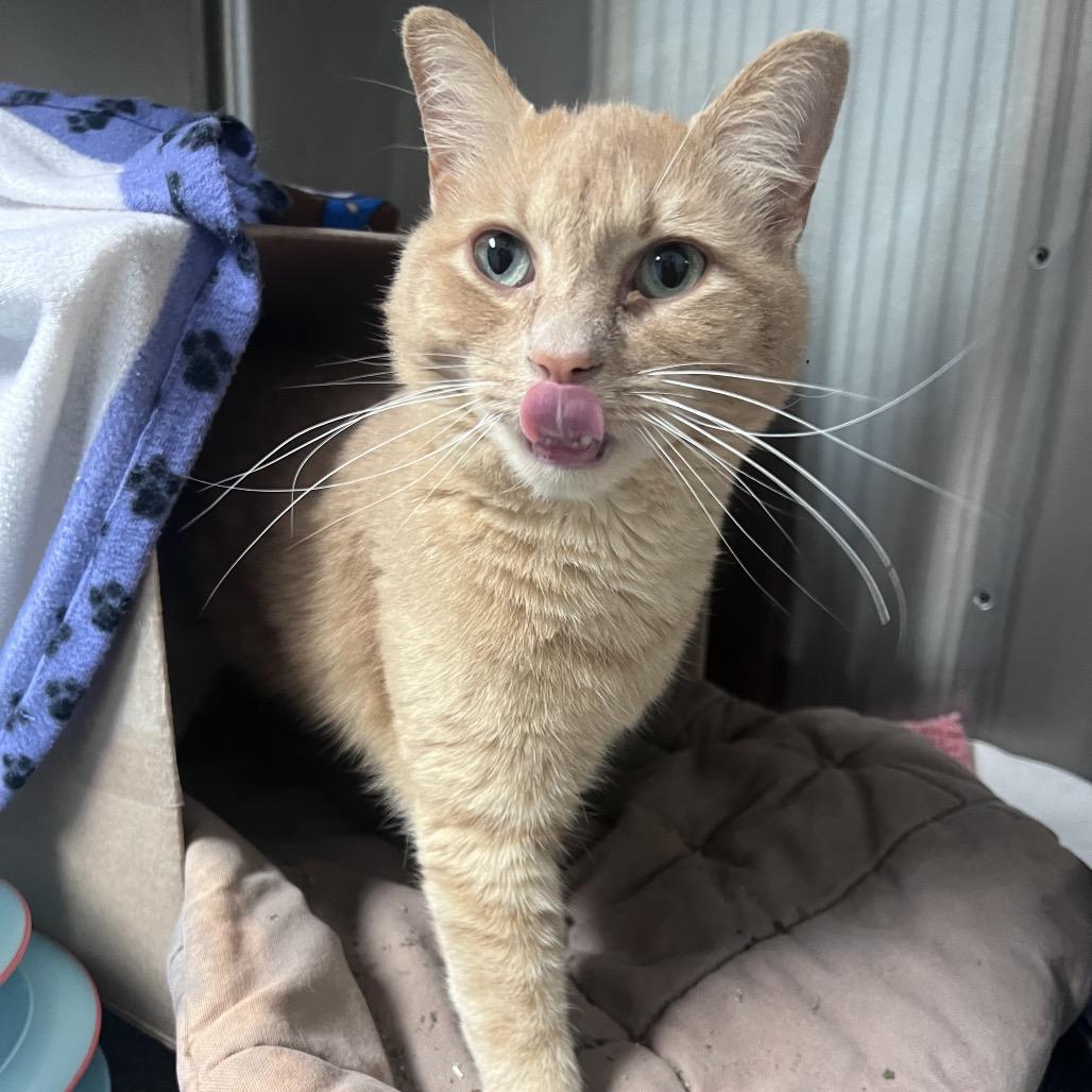 Enlarge Bumblebee, a Adoptable Domestic Short Hair in Waynesville, NC image 3/5