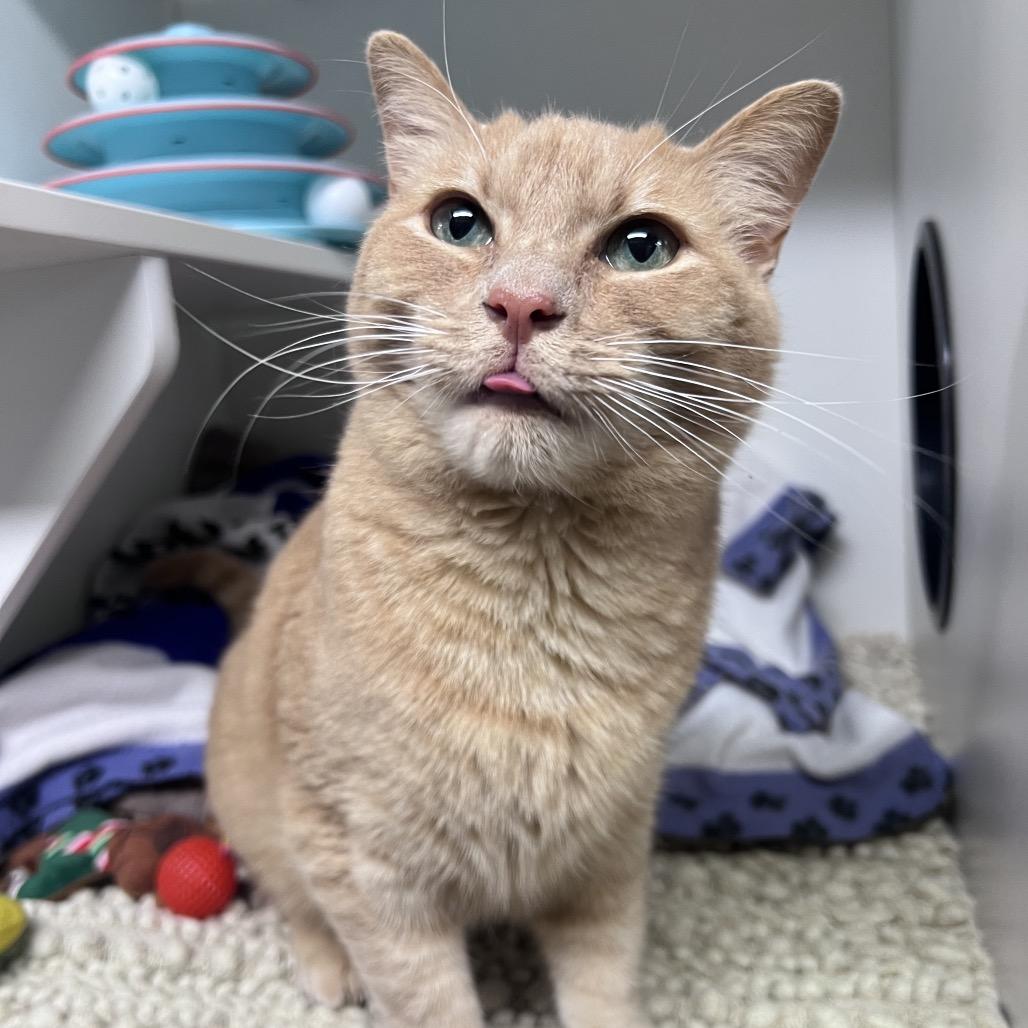 Enlarge Bumblebee, a Adoptable Domestic Short Hair in Waynesville, NC image 4/5