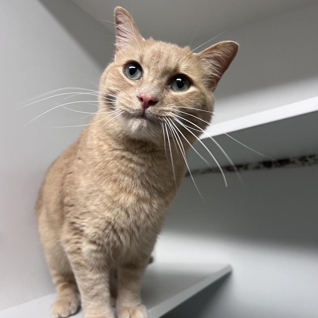 Enlarge Bumblebee, a Adoptable Domestic Short Hair in Waynesville, NC image 5/5