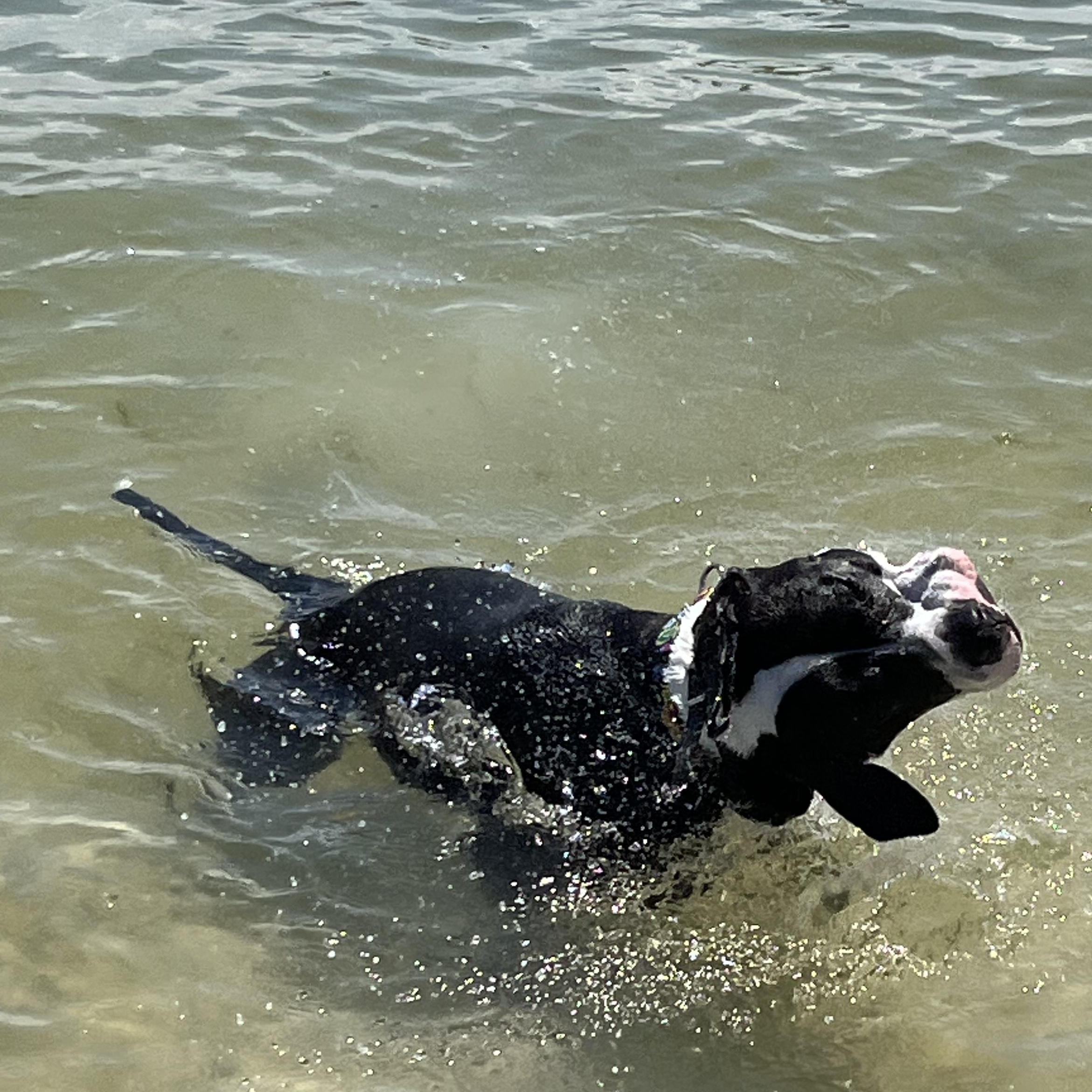 Enlarge Poppy, a ADOPTABLE mixed breed in Tampa, FL image 4/4