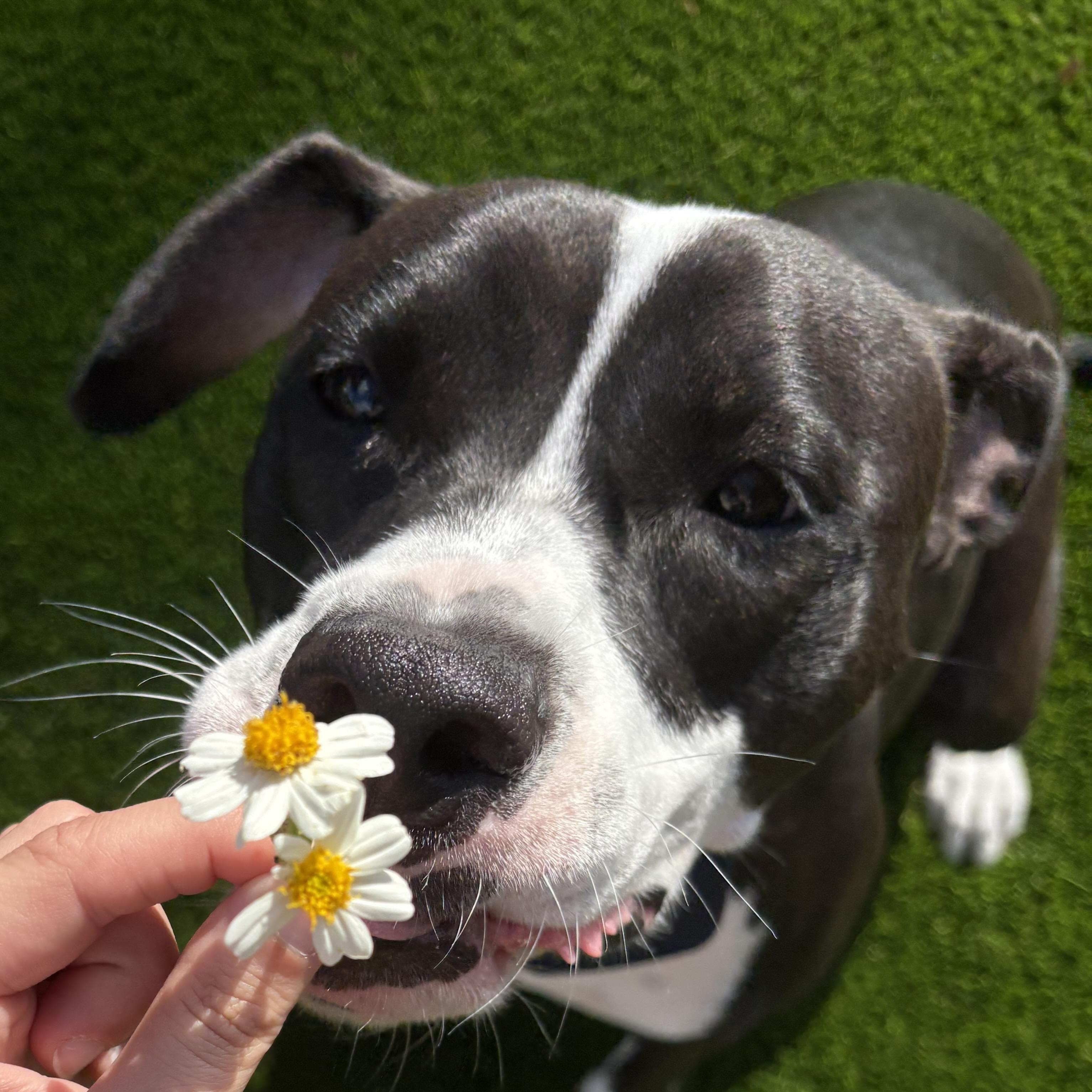 Poppy, ADOPTABLE, Young Female American Staffordshire Terrier.