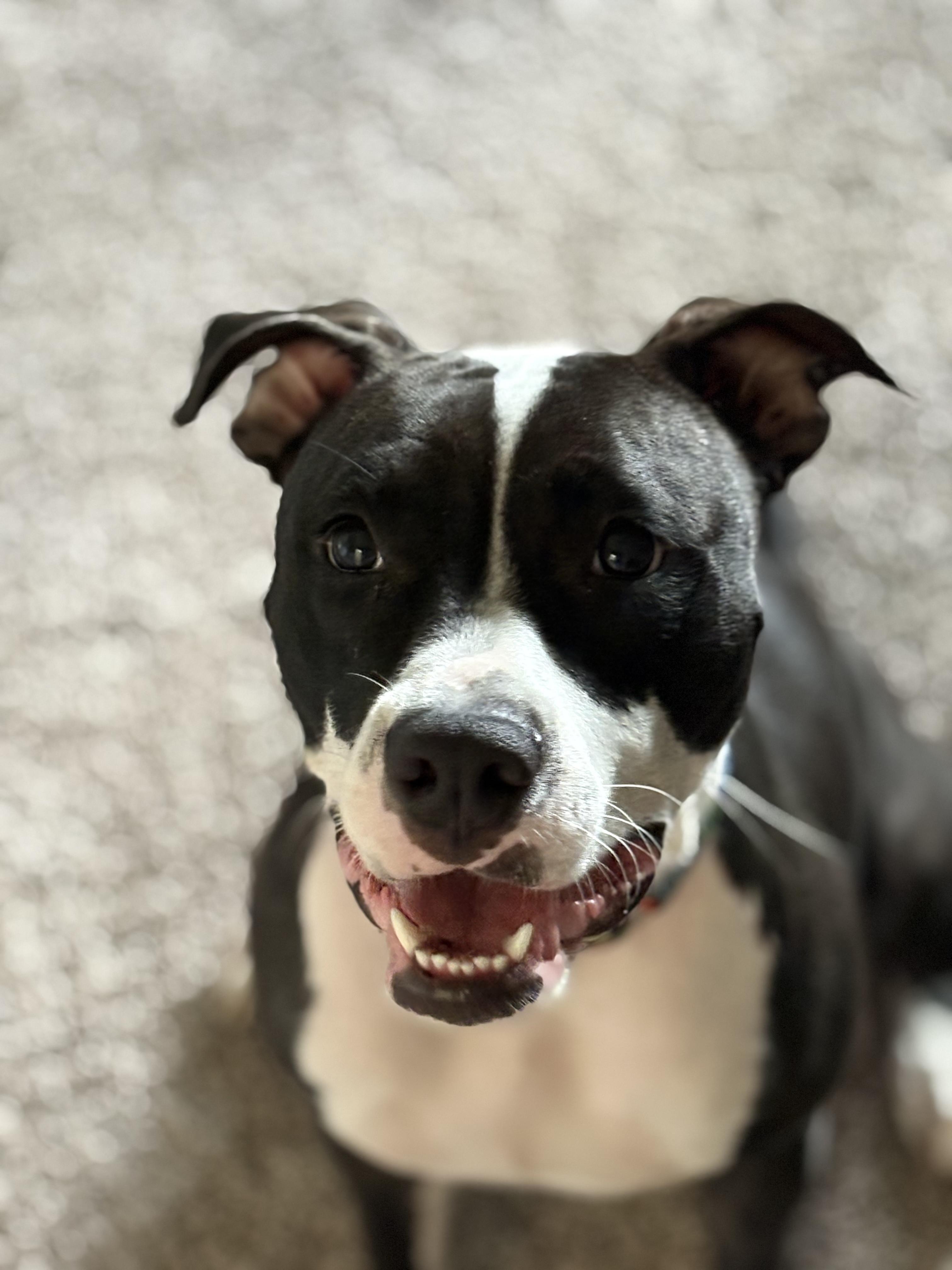 Enlarge Poppy, a ADOPTABLE mixed breed in Tampa, FL image 2/3