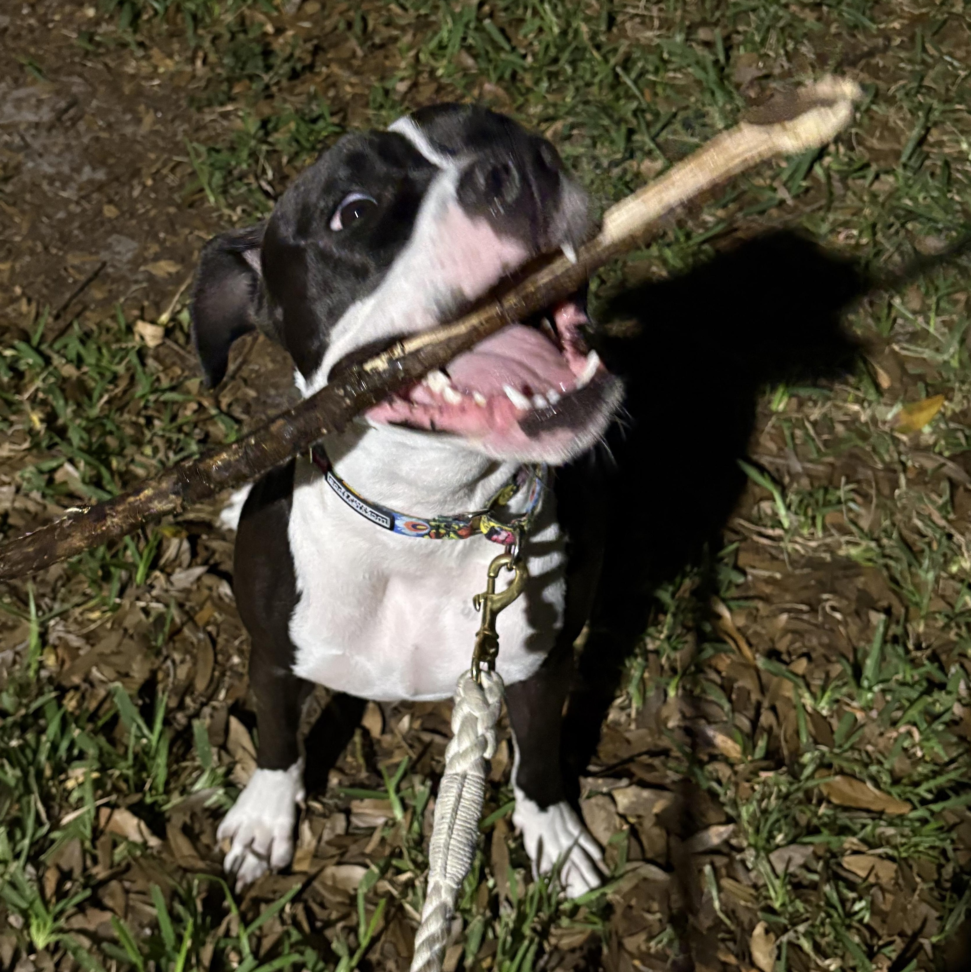 Enlarge Poppy, a ADOPTABLE mixed breed in Tampa, FL image 3/4