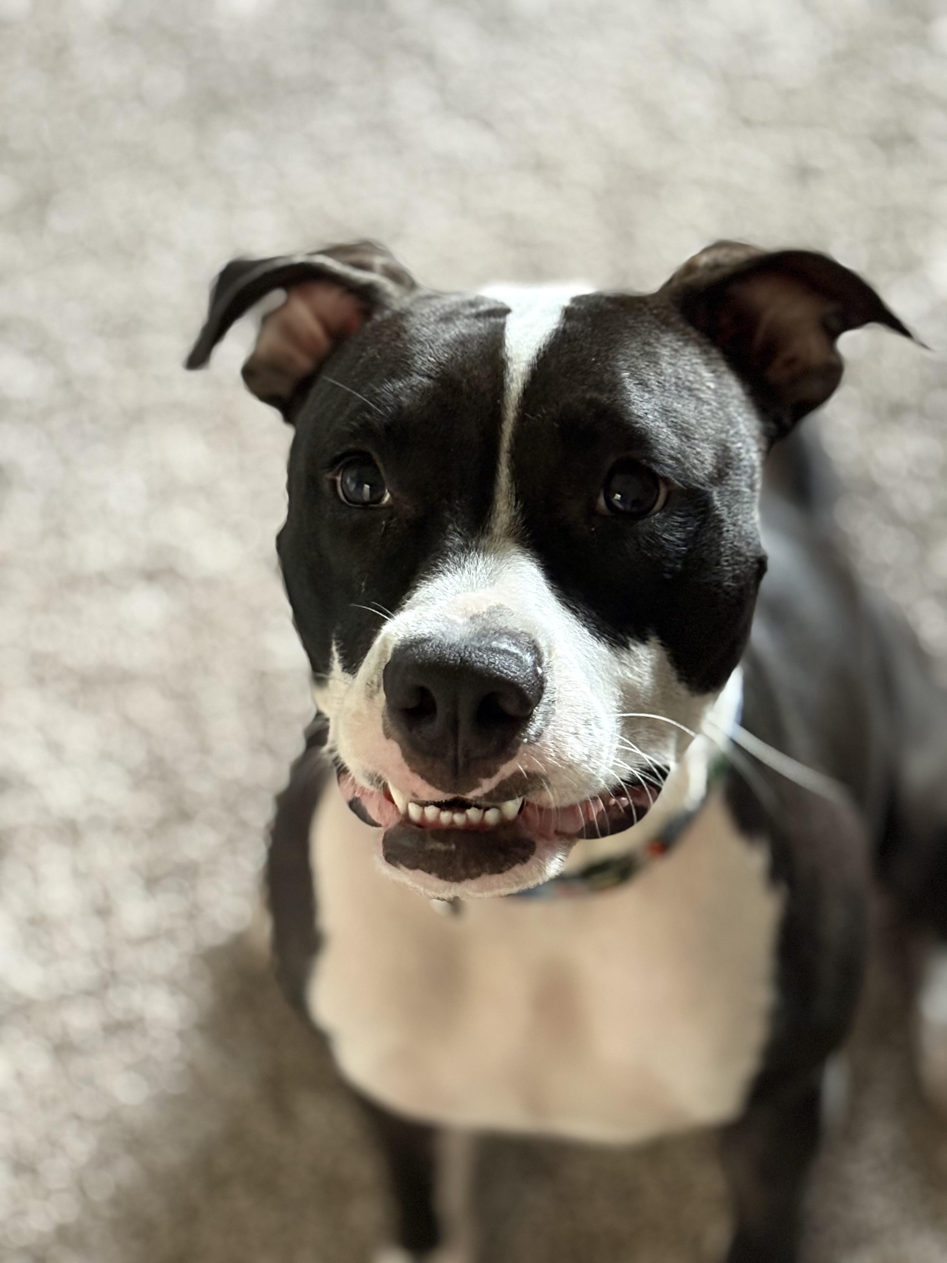 Enlarge Poppy, a ADOPTABLE mixed breed in Tampa, FL image 3/3