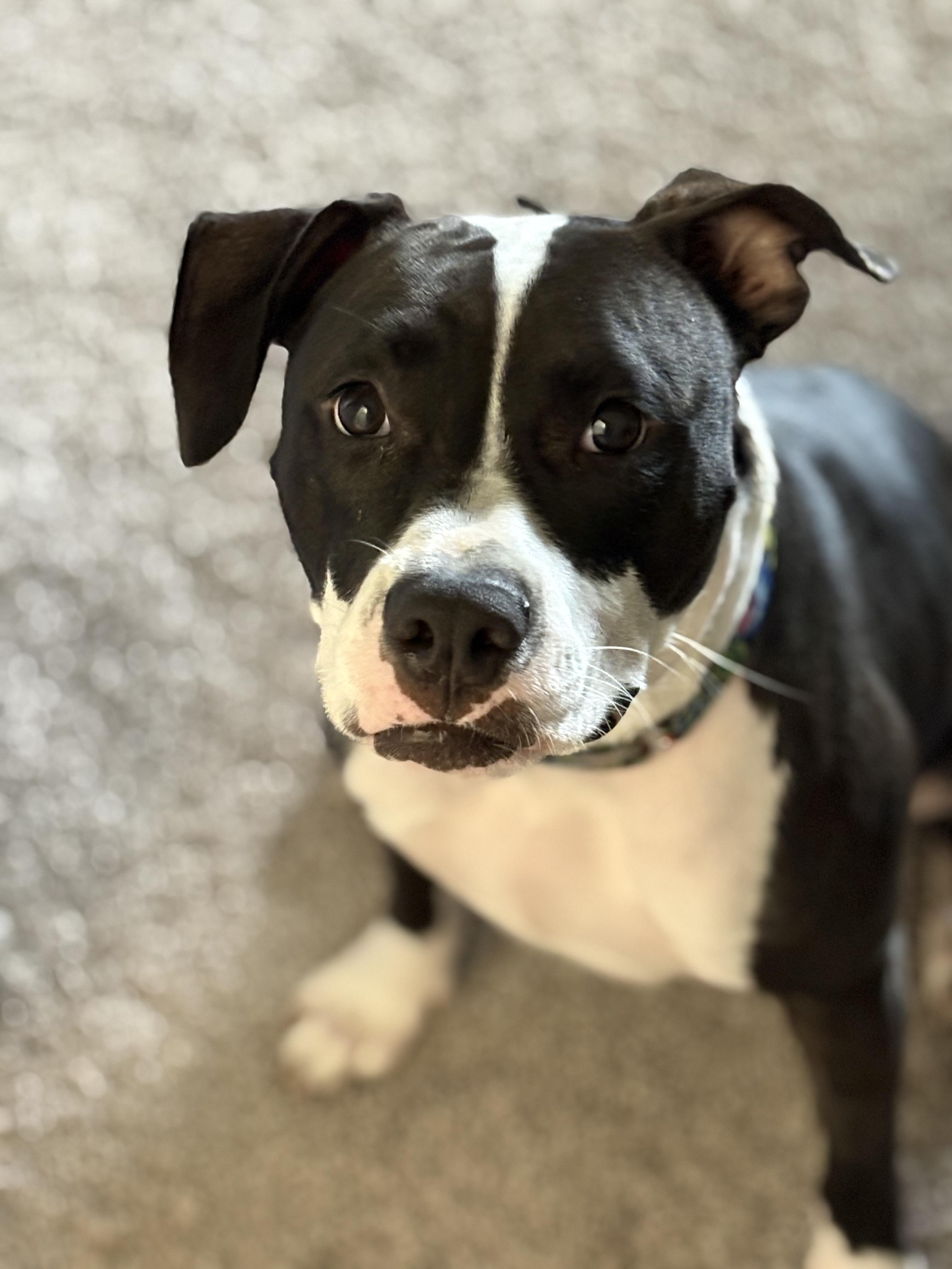 Enlarge Poppy, a ADOPTABLE mixed breed in Tampa, FL image 1/3