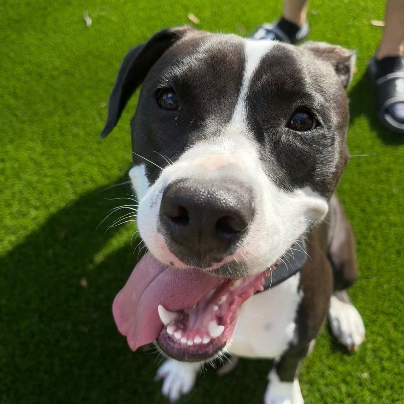 Enlarge Poppy, a ADOPTABLE mixed breed in Tampa, FL image 2/4