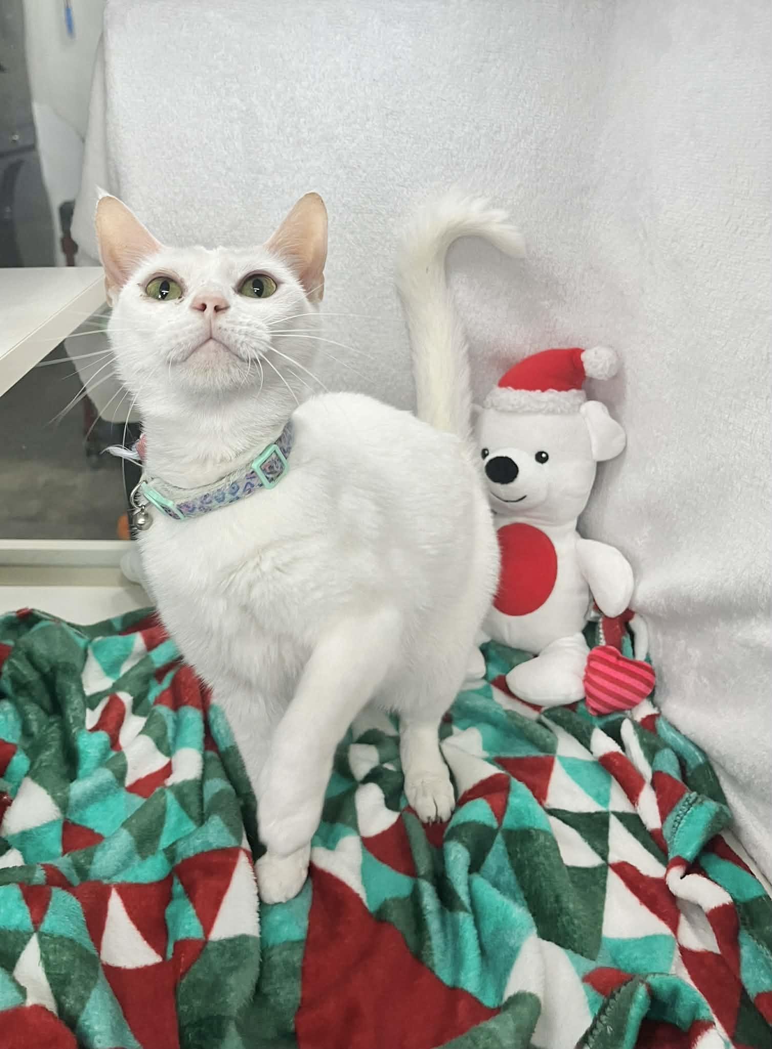 Persephone thumbnail 3