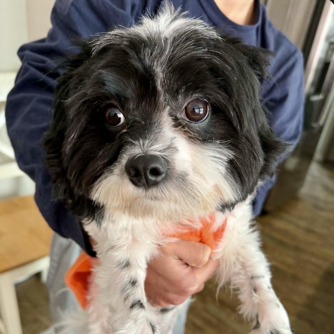Benny, adopted, Adult Male Maltipoo.