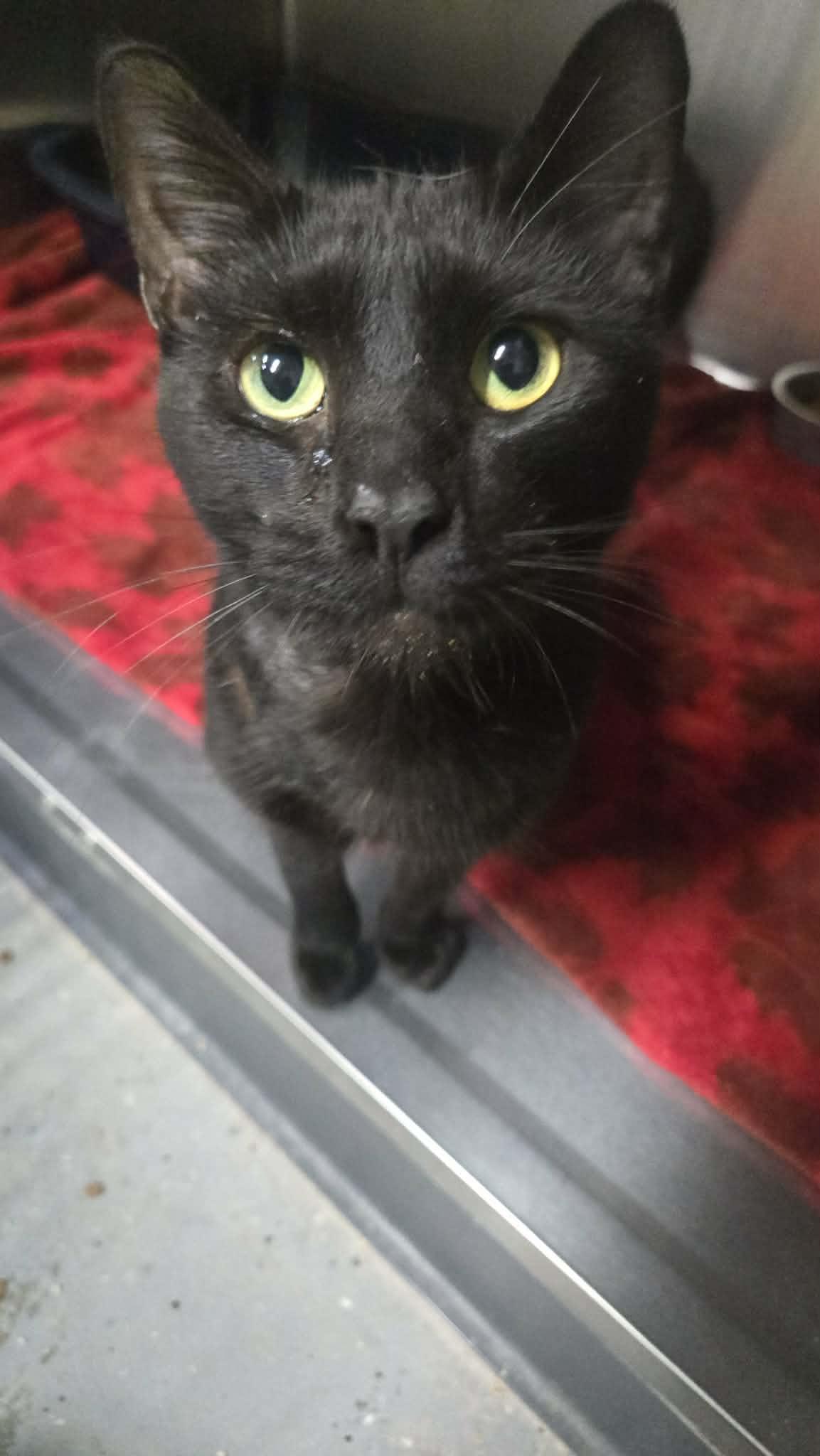 Capone, Adoptable, Adult Male Domestic Short Hair.