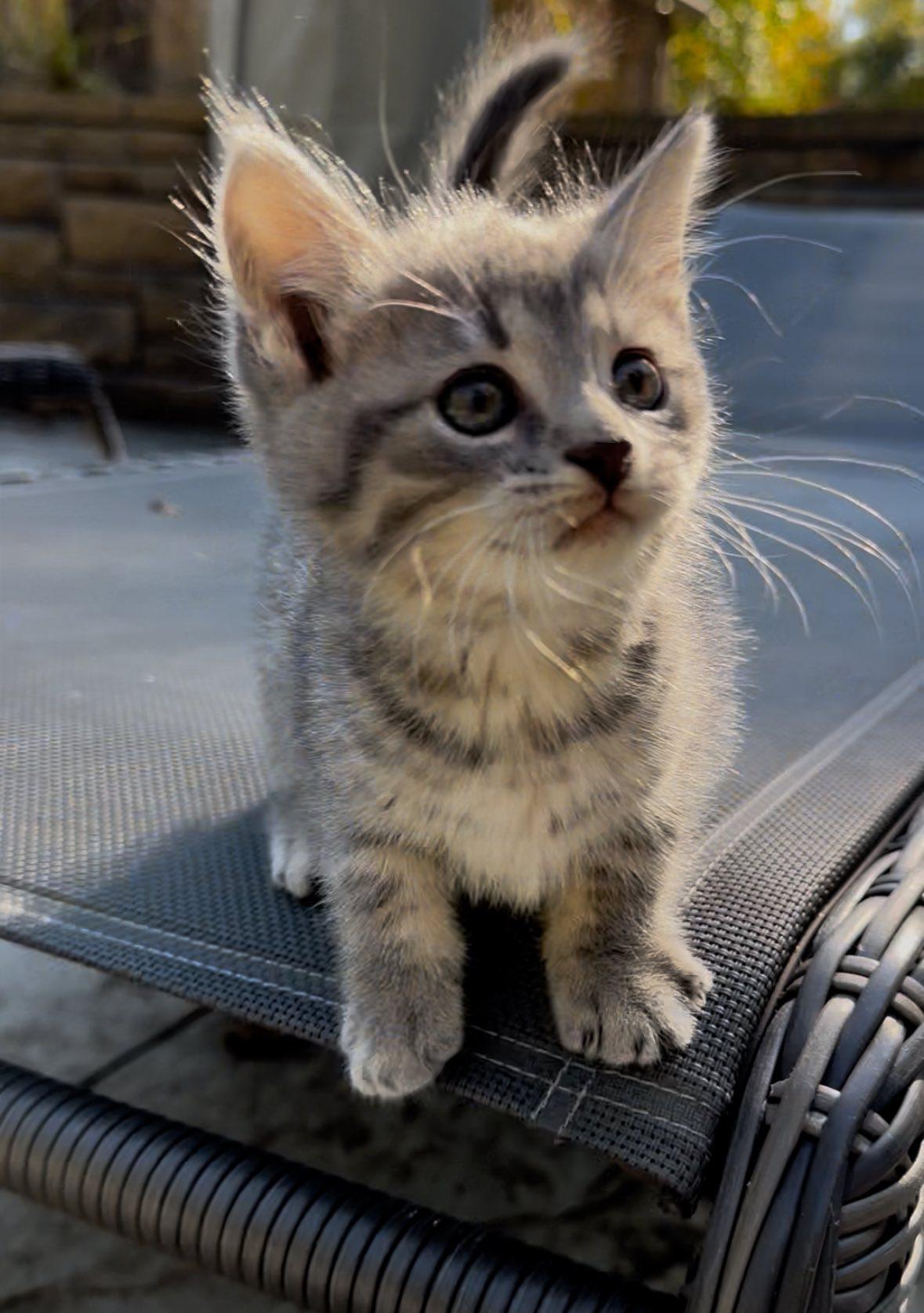 Enlarge Florence, a Adopted mixed breed in Terre Haute, IN image 1/1