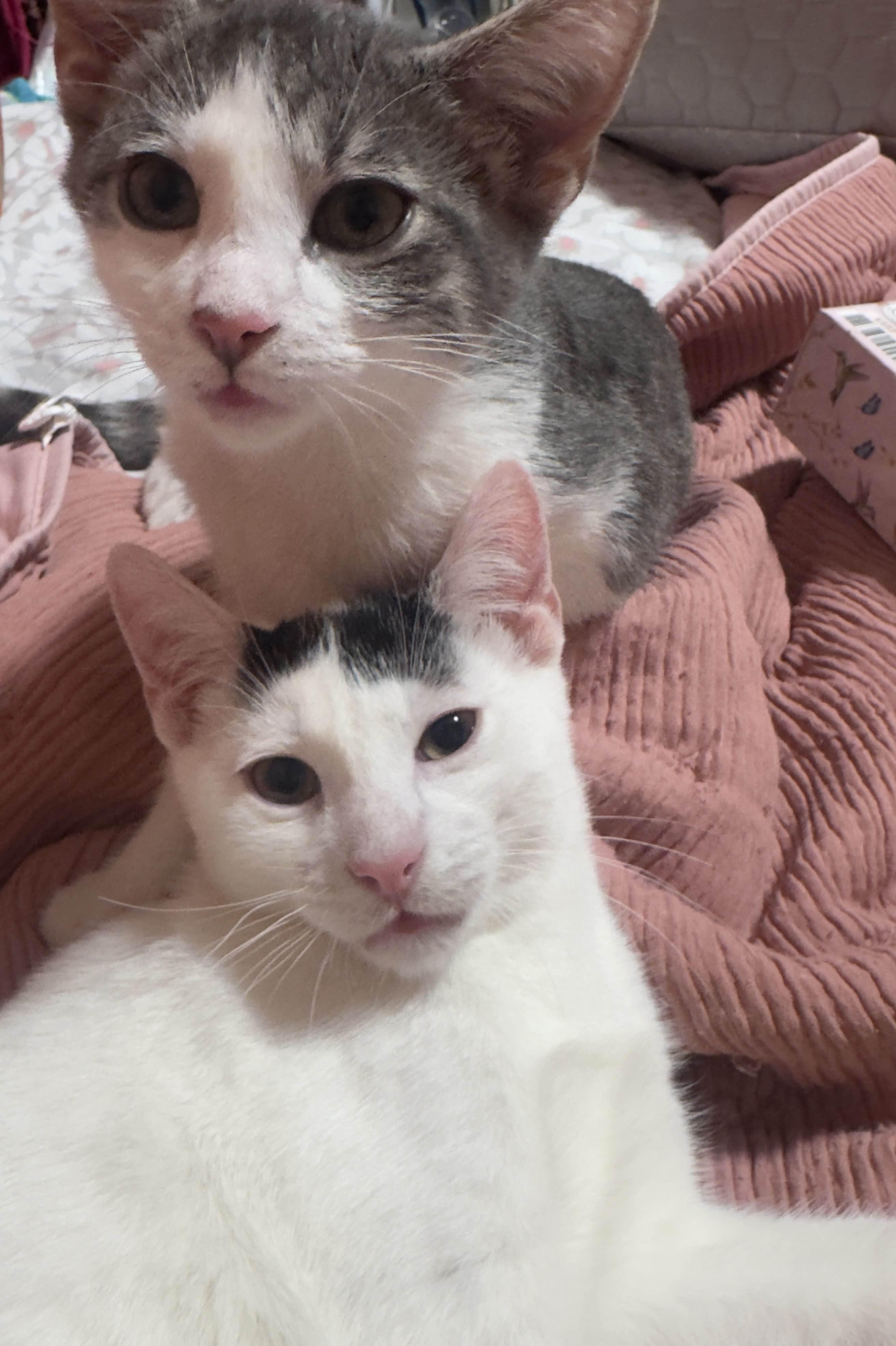 Enlarge Bumi, an adopted Domestic Short Hair in Weehawken, NJ image 3/6