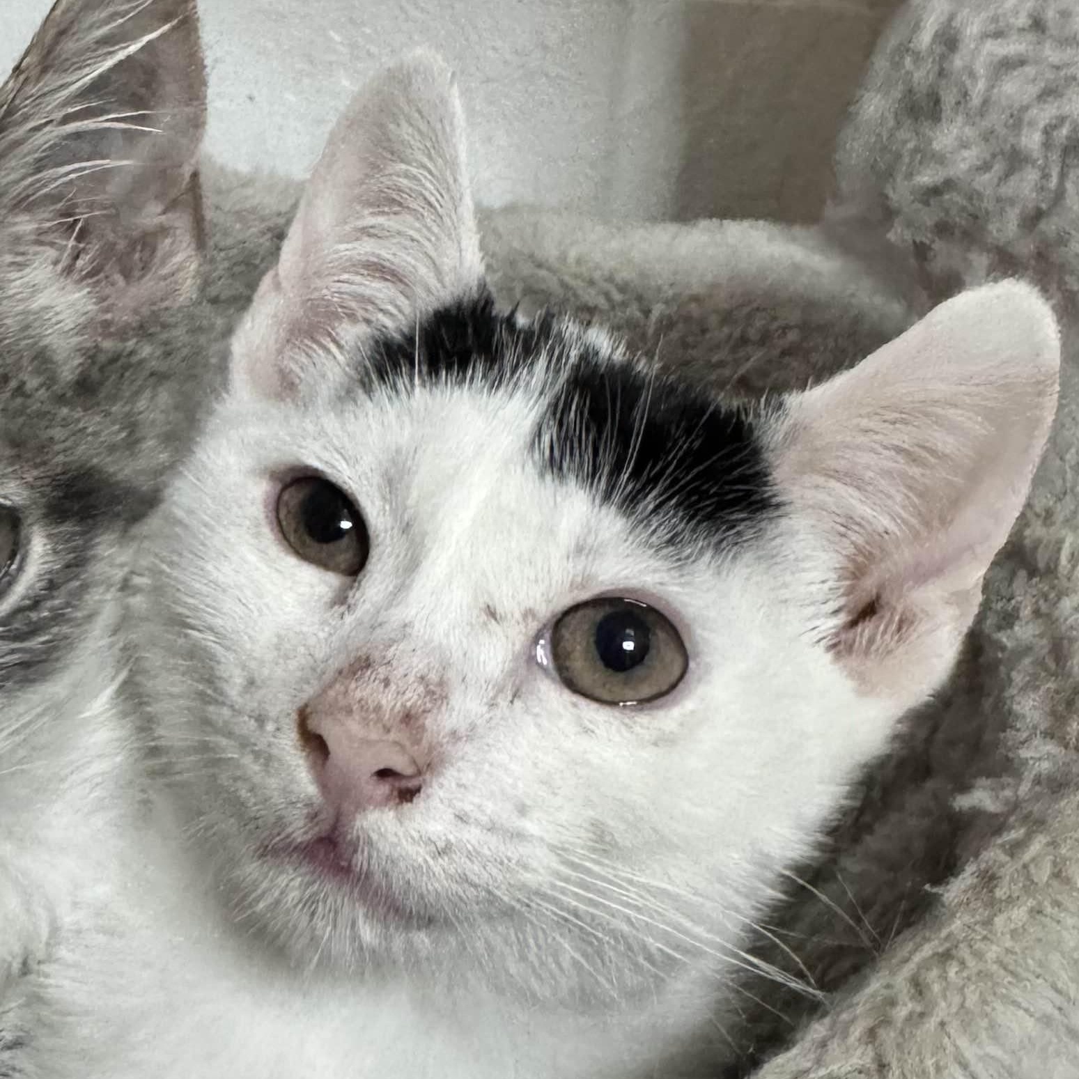 Enlarge Bumi, a ADOPTABLE Domestic Short Hair in Weehawken, NJ image 1/4