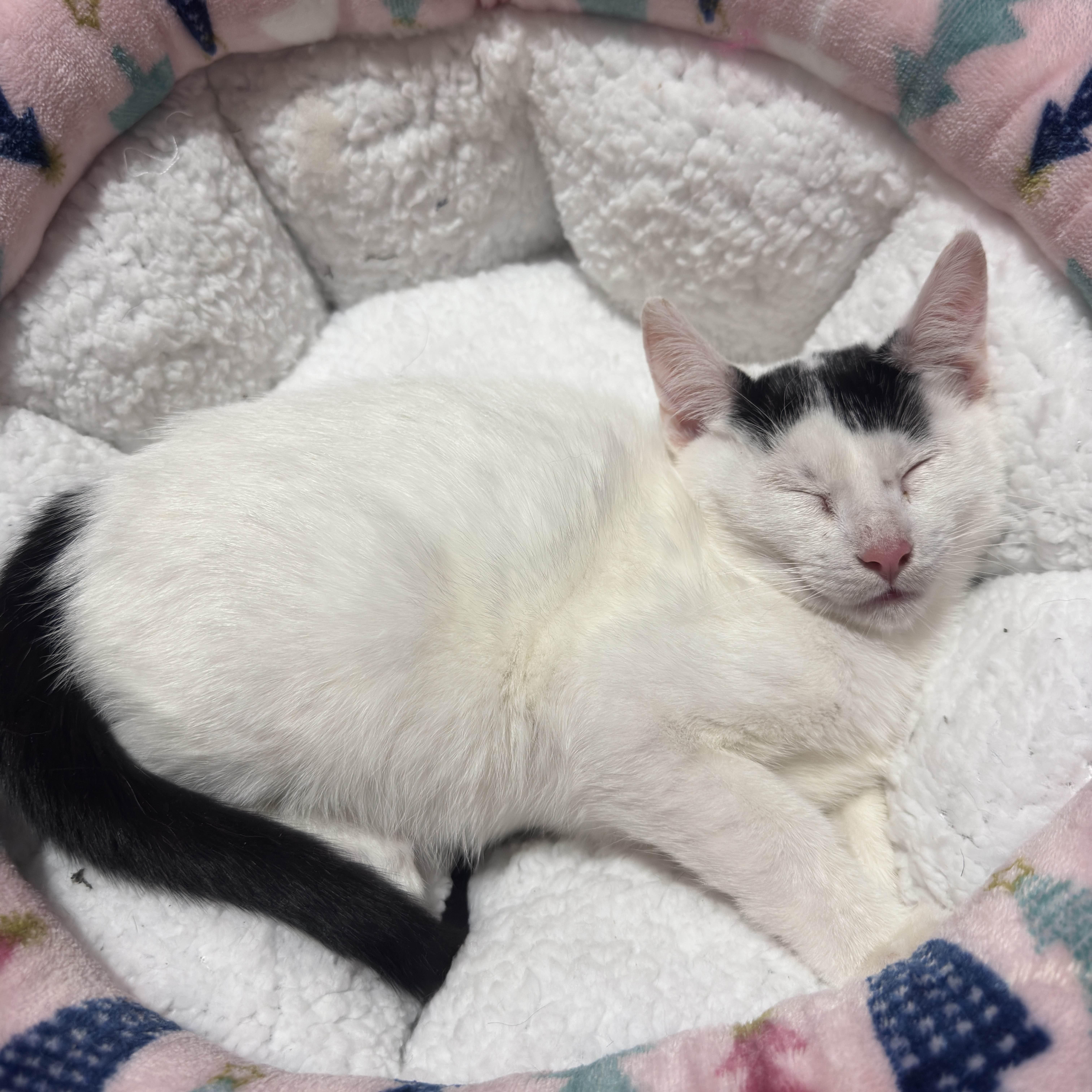 Bumi, a ADOPTABLE Domestic Short Hair in Weehawken, NJ image 4/6