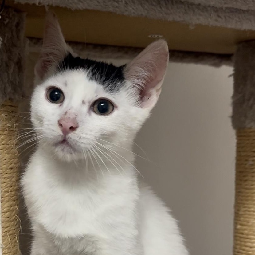 Bumi, ADOPTABLE, Kitten Male Domestic Short Hair.