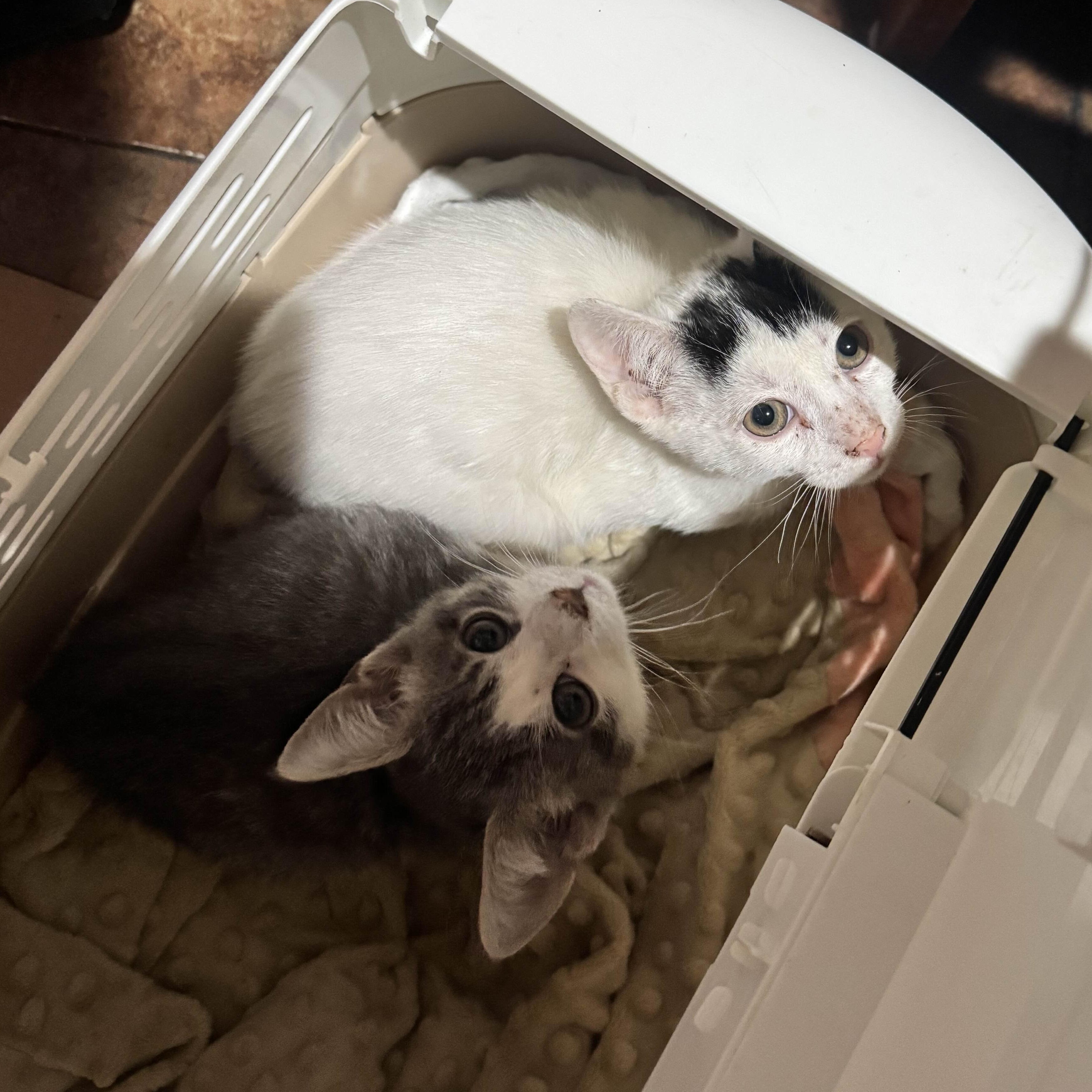 Enlarge Bumi, a ADOPTABLE Domestic Short Hair in Weehawken, NJ image 4/4