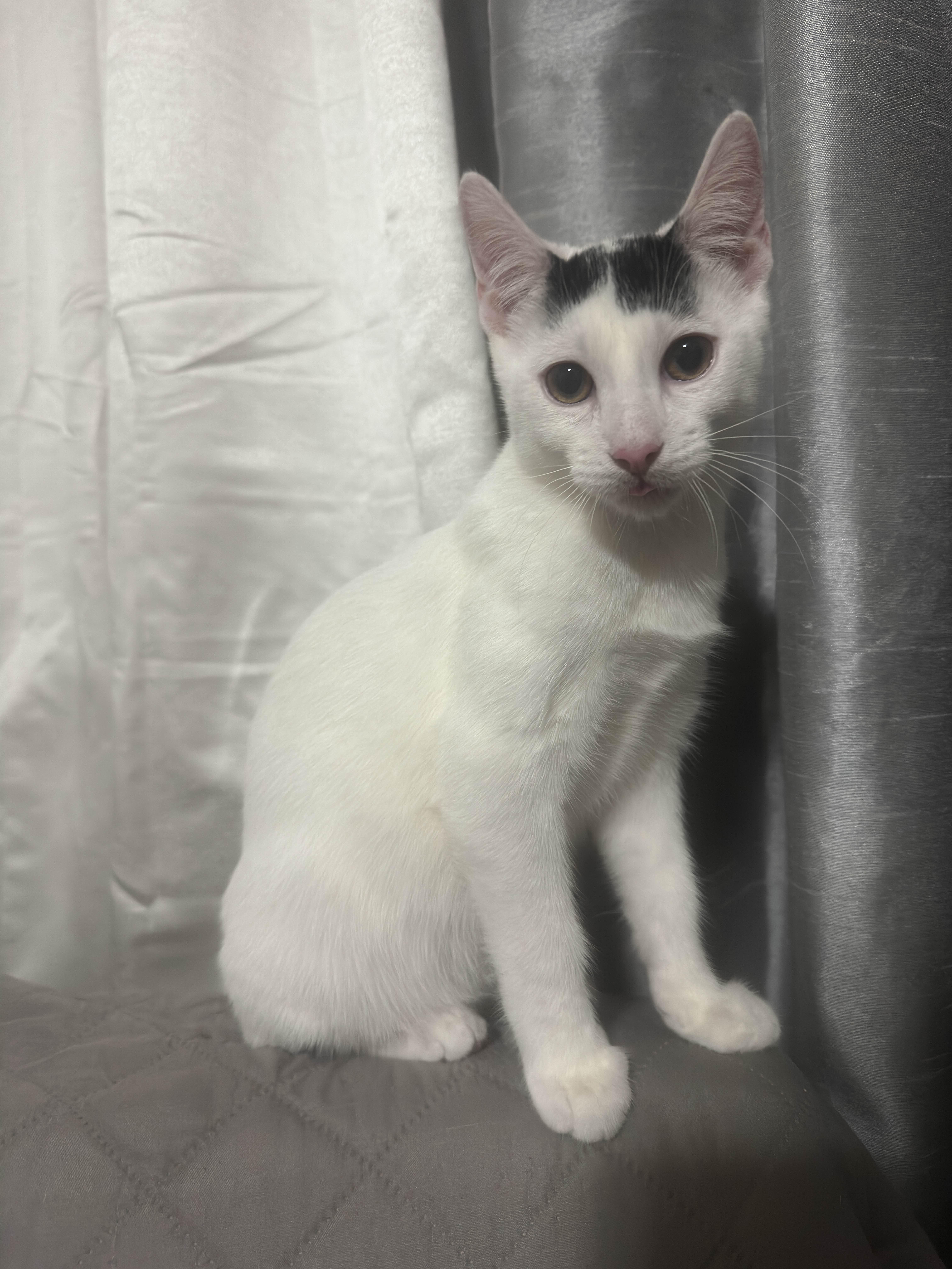 Enlarge Bumi, an adopted Domestic Short Hair in Weehawken, NJ image 4/6