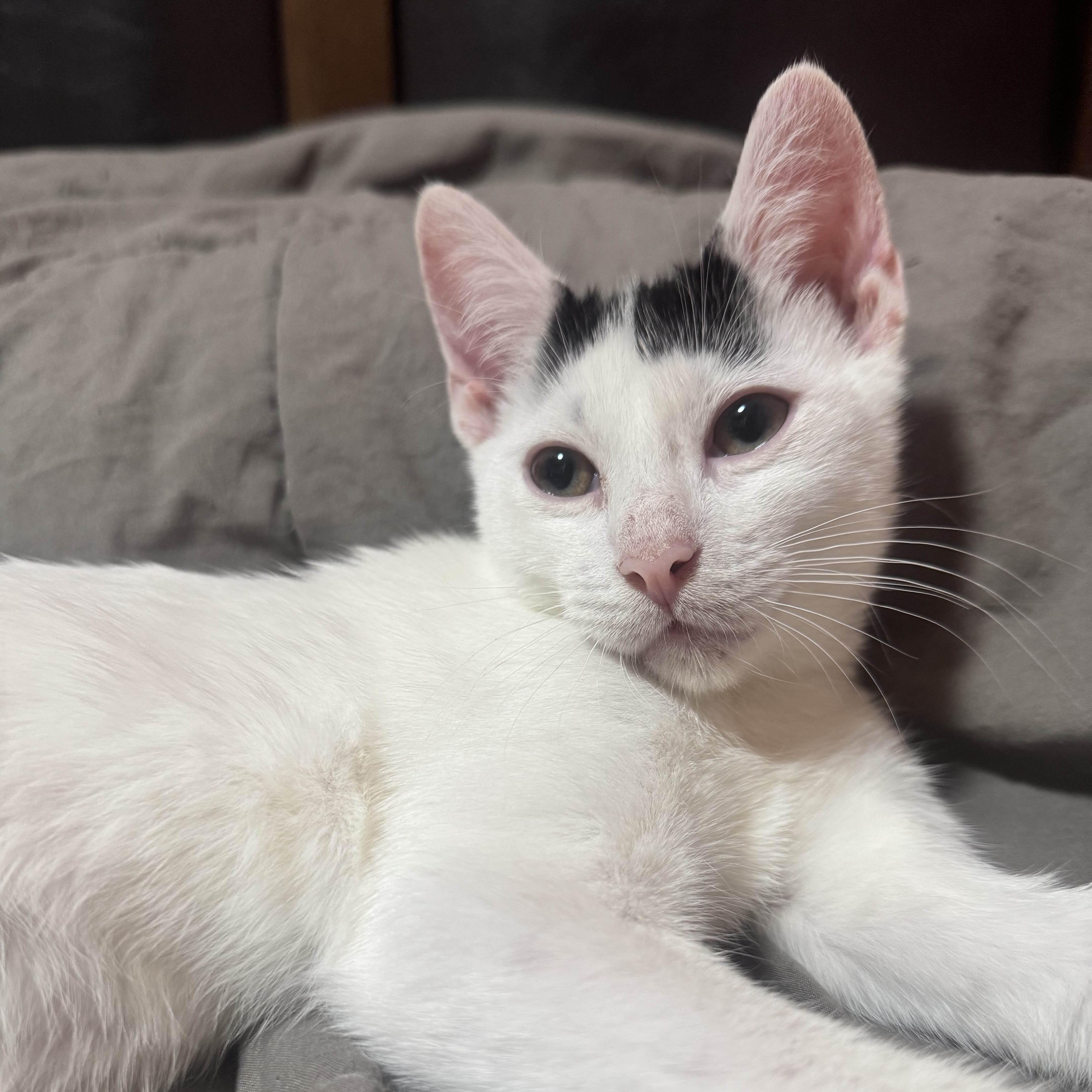 Bumi, a ADOPTABLE Domestic Short Hair in Weehawken, NJ image 1/6