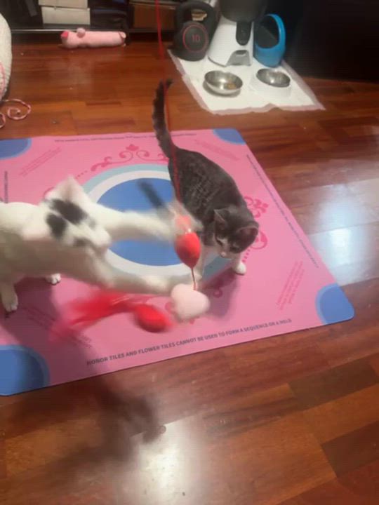 Enlarge Bumi, an adopted Domestic Short Hair in Weehawken, NJ video 5/6