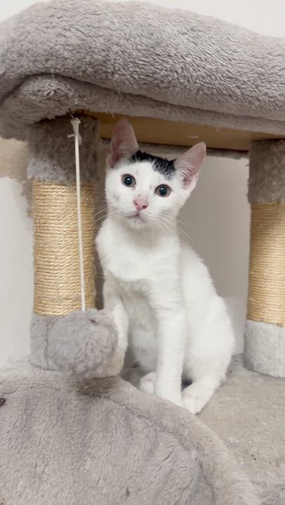 Enlarge Bumi, a ADOPTABLE Domestic Short Hair in Weehawken, NJ video 5/6