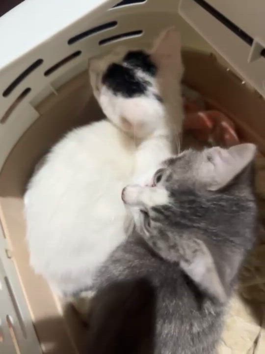 Enlarge Bumi, a ADOPTABLE Domestic Short Hair in Weehawken, NJ video 3/4