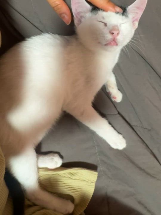 Enlarge Bumi, a ADOPTABLE Domestic Short Hair in Weehawken, NJ video 6/6