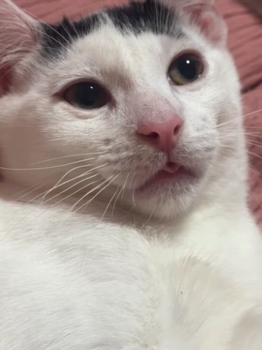 Enlarge Bumi, an adopted Domestic Short Hair in Weehawken, NJ video 6/6