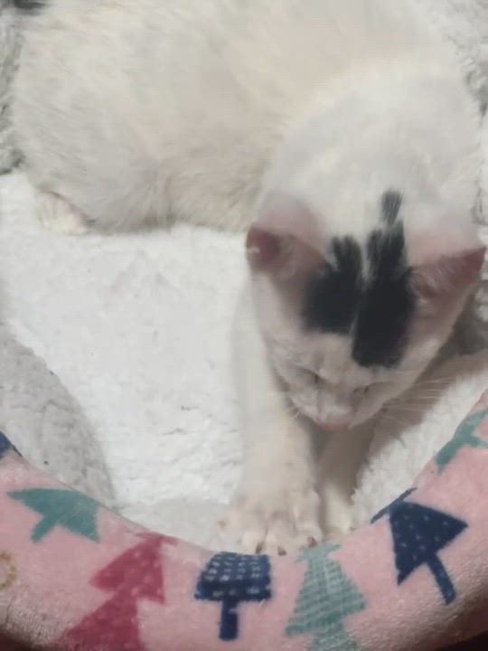 Enlarge Bumi, a ADOPTABLE Domestic Short Hair in Weehawken, NJ video 3/6