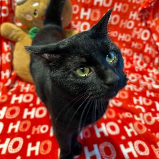 Nakuzuko, Adoptable, Adult Male Domestic Medium Hair.