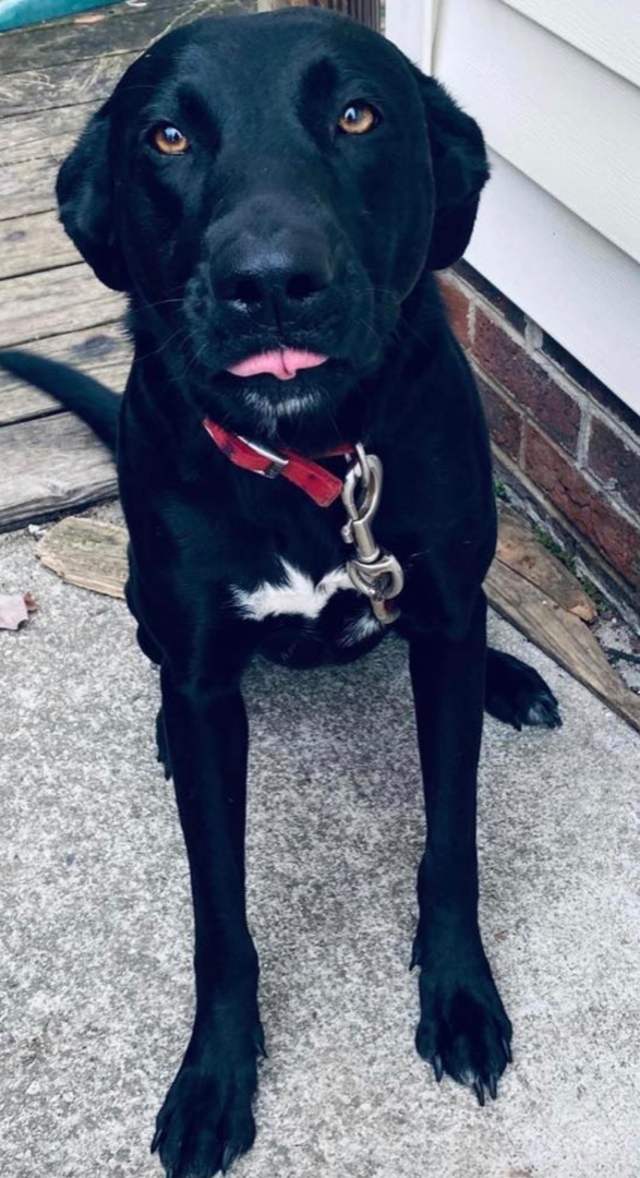 Jasmine, a Adoptable mixed breed in Rock Hill, SC image 1/5