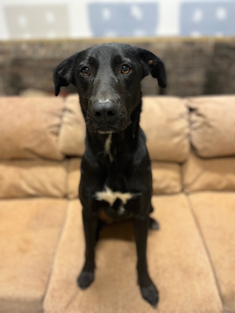 Jasmine, a Adoptable mixed breed in Rock Hill, SC image 2/5