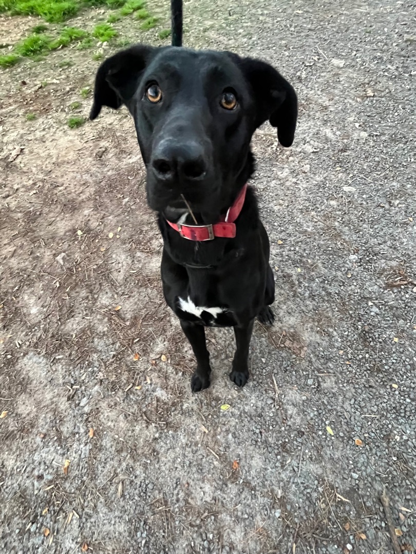 Jasmine, a Adoptable mixed breed in Rock Hill, SC image 4/5