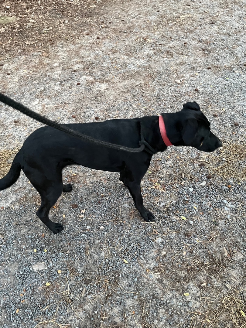 Jasmine, a Adoptable mixed breed in Rock Hill, SC image 5/5