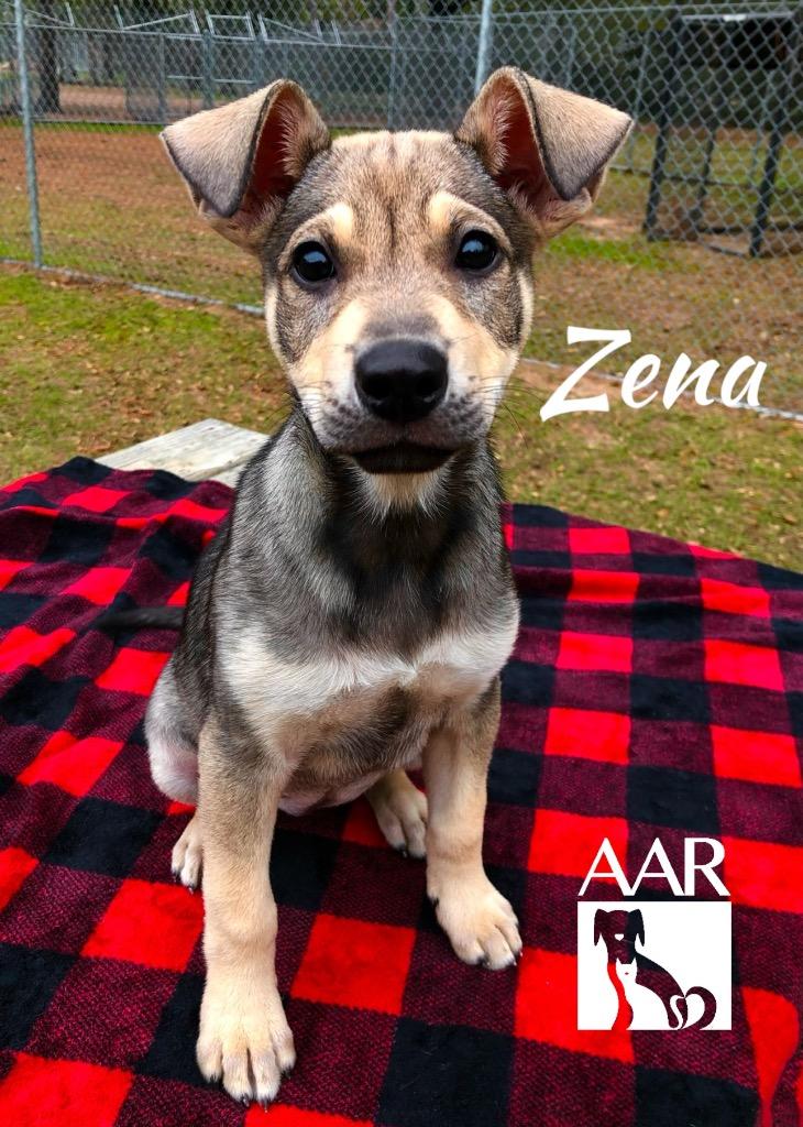 Zena, Adoptable, Young Female Labrador Retriever & Mixed Breed.