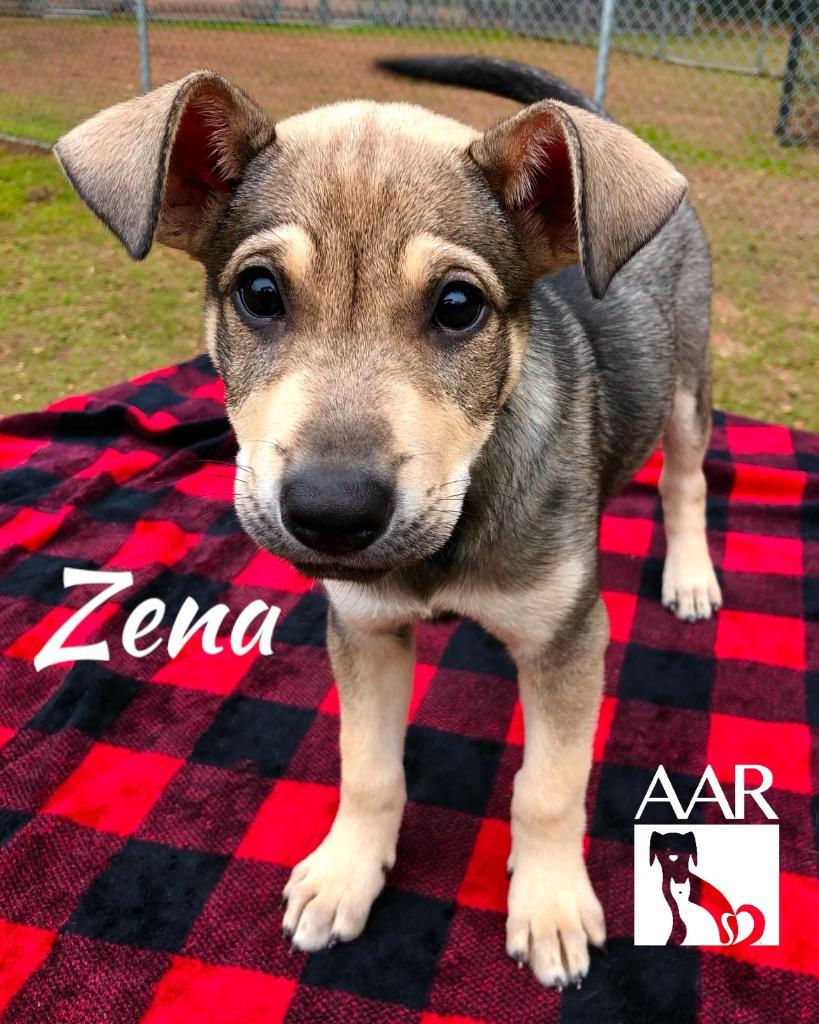 Enlarge Zena, a Adoptable mixed breed in Magnolia, TX image 2/6