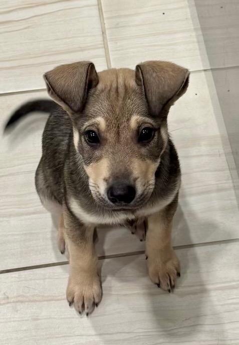 Enlarge Zena, a Adoptable mixed breed in Magnolia, TX image 3/6