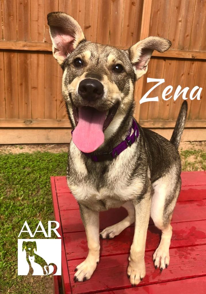Enlarge Zena, a Adoptable mixed breed in Magnolia, TX image 4/6
