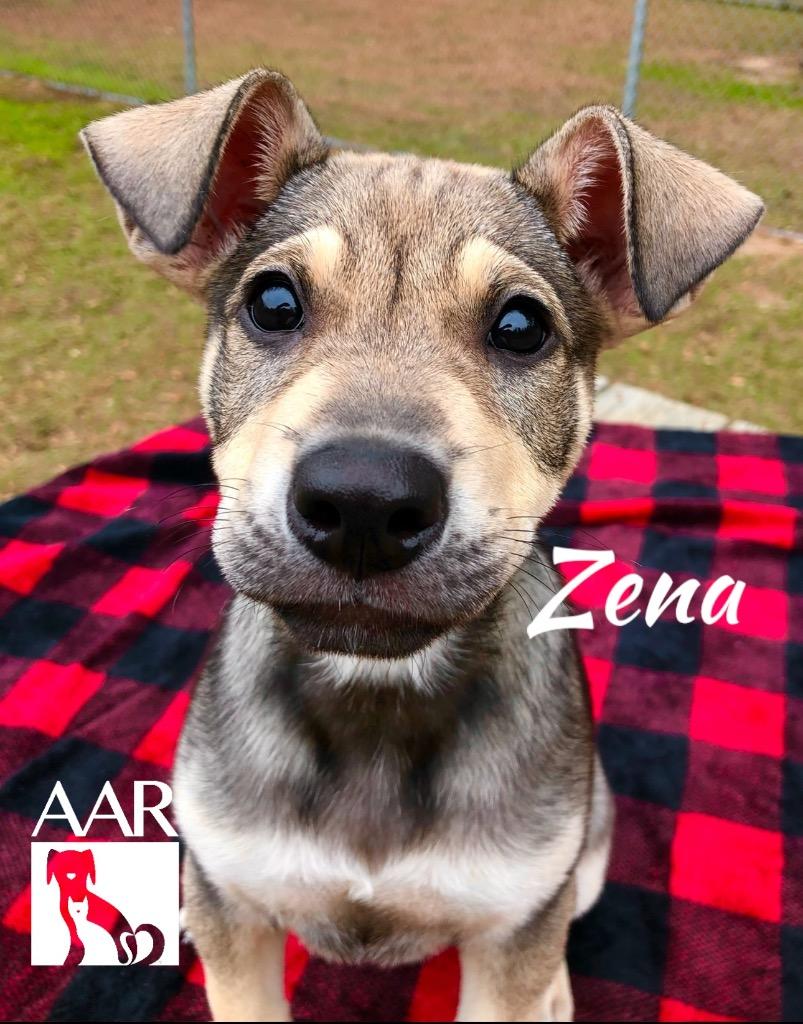 Enlarge Zena, a Adoptable mixed breed in Magnolia, TX image 5/6